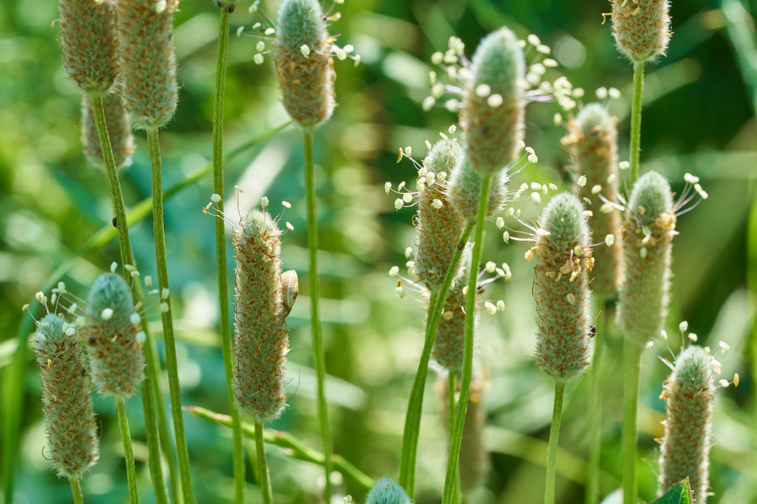 Psyllium Husk orgánico en polvo