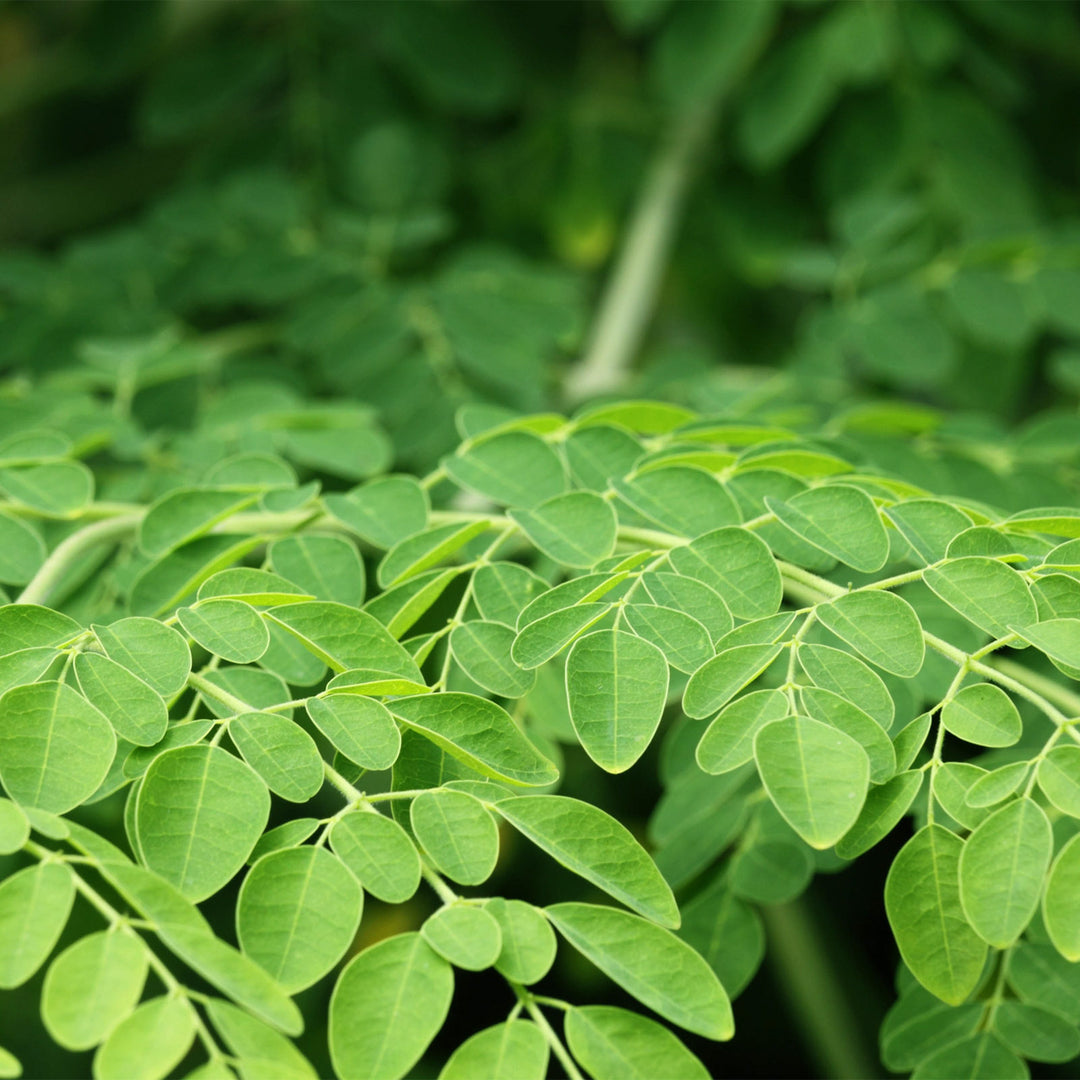 Moringa orgánica en polvo